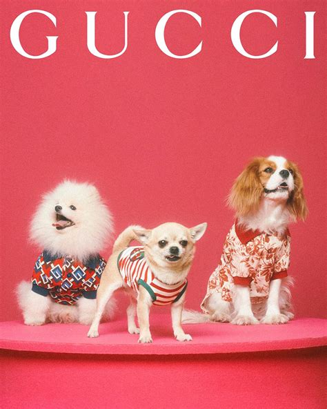 gucci pet wit|gucci pet collection.